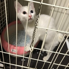 白猫オッドアイ君　生後4ヶ月です( ¨̮ ) - 猫