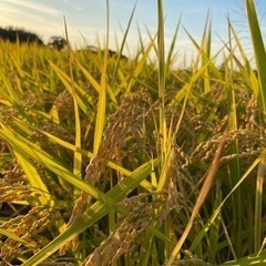 令和7 年度産　ヒノヒカリ30kg 玄米　農家直接販売です。　農家確認済み
の画像