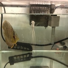 熱帯魚水槽2セット　ラック付き