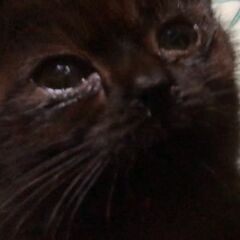 黒猫子猫　里親募集