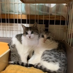 お目目ぱっちり美猫姉妹♡♡   一緒に家族にして下さい！