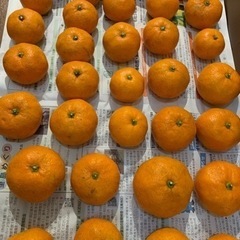 みかん　貰って下さい(再々編集)