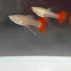 超超🉐PGRguppy  稚魚                        リボン確定個体含の画像