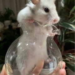 11月1日生まれの長毛ハムスター − 群馬県