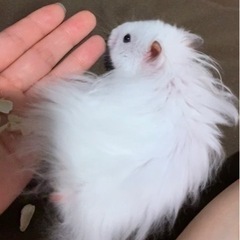 11月1日生まれの長毛ハムスター - その他