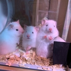 11月1日生まれの長毛ハムスター - 邑楽郡