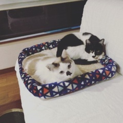 姉妹猫1才7ヶ月💖の画像