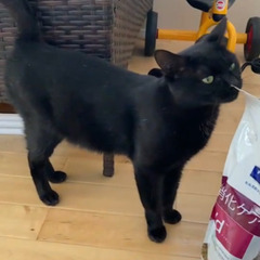 姉妹猫1才7ヶ月💖 - 里親募集