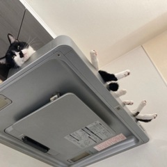 姉妹猫1才7ヶ月💖 - 猫