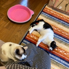 姉妹猫1才7ヶ月💖 − 静岡県