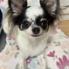 犬友になってください。