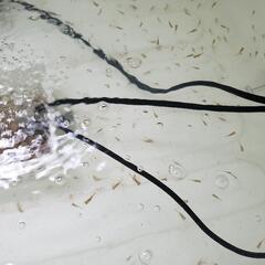 🐟キャリコ柄 琉金🐟