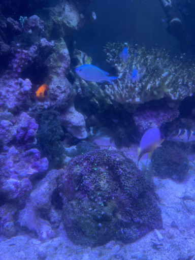 海水魚全セット