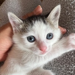 子猫6兄弟　生後もうすぐ2ヶ月 − 東京都