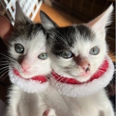 子猫6兄弟　生後もうすぐ2ヶ月 - 足立区