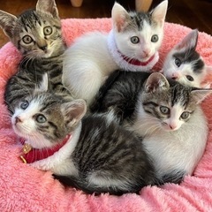子猫6兄弟　生後もうすぐ2ヶ月の画像