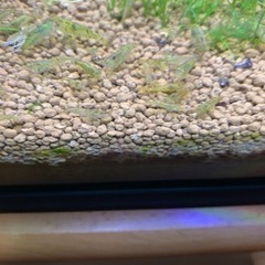 ミナミヌマエビ　10匹