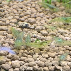 ミナミヌマエビ　10匹の画像