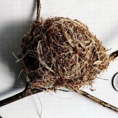 目白さん 👀 が作ったハンモック【自然成製品・標本】１点の画像