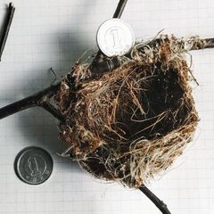 目白さん 👀 が作ったハンモック【自然成製品・標本】１点