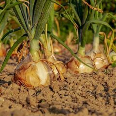【日払い】愛媛県松山市高田で玉ねぎの定植作業補助等のお仕事！【単...