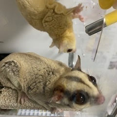 フクロモモンガ