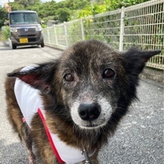 里親さん募集　ミックス犬　10歳以上