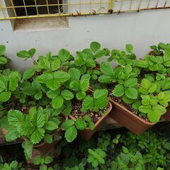 植物【ハーブ：ワイルドストロベリー(３個入り鉢植え)】