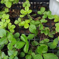 植物【ハーブ：ワイルドストロベリー(３個入り鉢植え)】の画像
