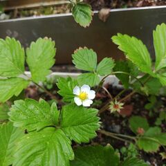 植物【ハーブ：ワイルドストロベリー(３個入り鉢植え)】の画像