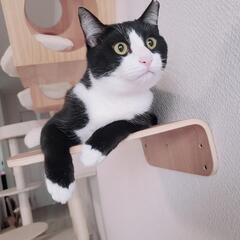 ★ご家族が決まりました😊黒白ハチワレ　男の子　7ヵ月🐱💕