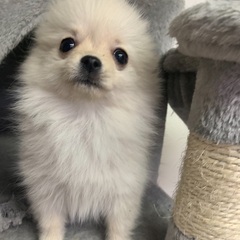 　　3ヶ月MIX犬女の子里親さん募集中