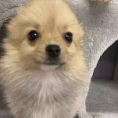 　　3ヶ月MIX犬ポメチワ女の子里親募集中
