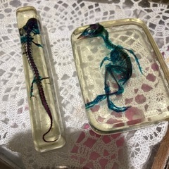 透明骨格標本（ウズラとウーパールーパー）