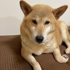 助けてあげてください。愛情のある方限定。
