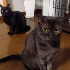 推定2～3歳位　先住猫ちゃんとも生活も大丈夫です❗きれいなブラックスモークタビー柄のロデムちゃん【12/19(日曜日)　🌟譲渡会🌟】 − 福岡県