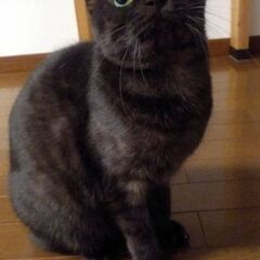 推定2～3歳位　先住猫ちゃんとも生活も大丈夫です❗きれいなブラックスモークタビー柄のロデムちゃん【12/19(日曜日)　🌟譲渡会🌟】の画像