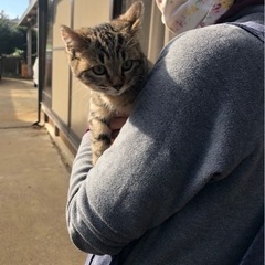 生後3ヶ月の子猫ちゃん