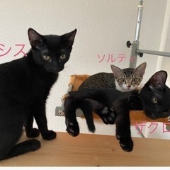 とっても仲良し3姉妹❣️ソルティ、カシス、ザクロちゃん