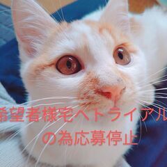 天然？でも頭のいい😺生後3ヶ月の仔猫男の子　カラス突かれた跡多数