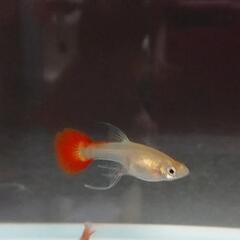 超超🉐PGRguppy  稚魚                        リボン確定個体含の画像