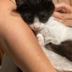 ハチワレちゃん募集中！