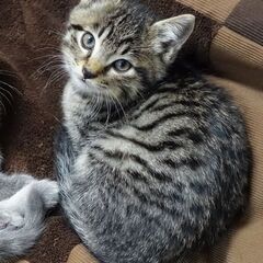 子猫の里親を探しています