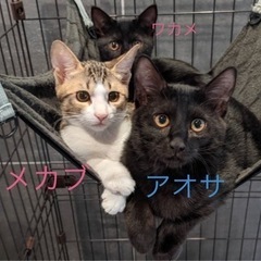 とっても仲良し3兄妹‼️アオサ♂、ワカメ♀、メカブ♀