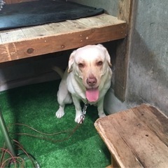 最後まで責任を持って飼って下さい