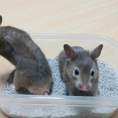 ハムスターお譲りします。