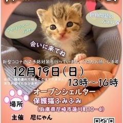 保護猫の譲渡会（兵庫県尼崎市）