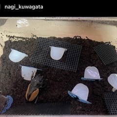 【凪クワ】ブルマイスターツヤクワガタ　幼虫1匹700円　必要数ご用意致しますの画像