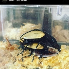 【凪クワ】ブルマイスターツヤクワガタ　幼虫1匹700円　必要数ご用意致しますの画像