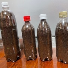 コーヒーの出がらし 本日まで